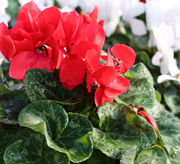 Cyclamen 
