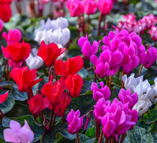 Pre-Order Cyclamen and save!