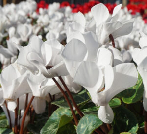 White Cyclamen blooms