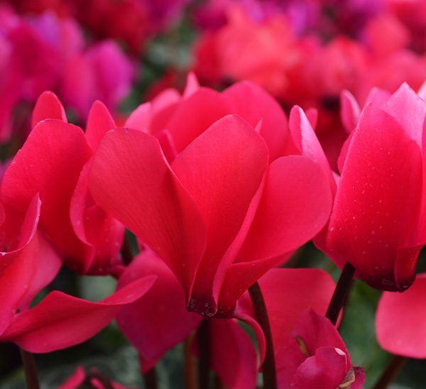 Cyclamen 