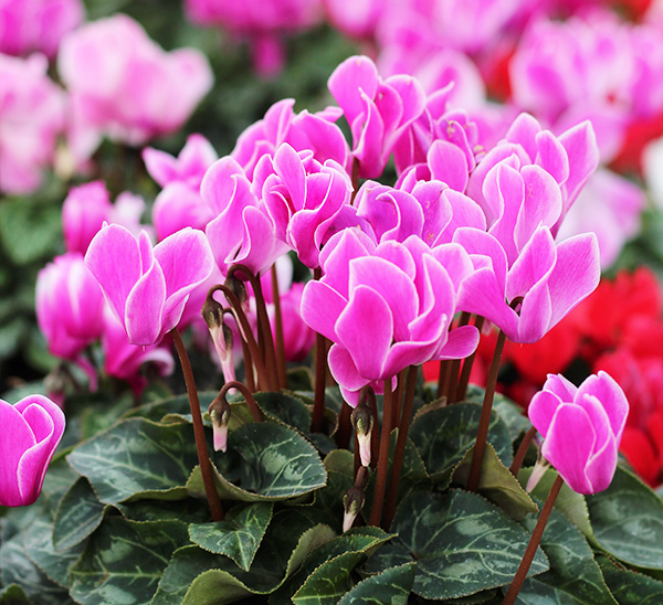 Link to Cyclamen  product page