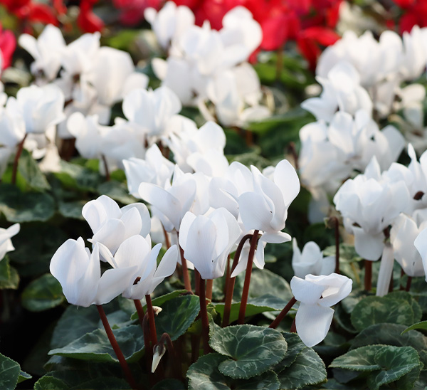 Link to Cyclamen product page