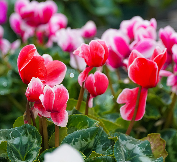 Link to Cyclamen  product page