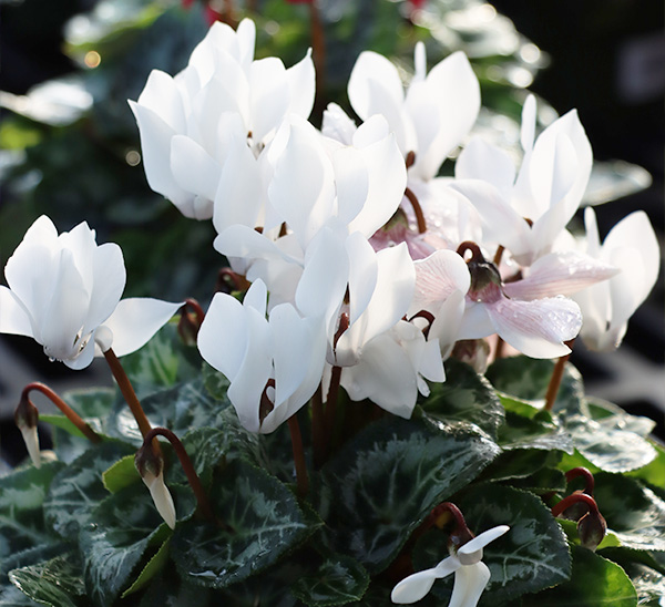 Cyclamen 
