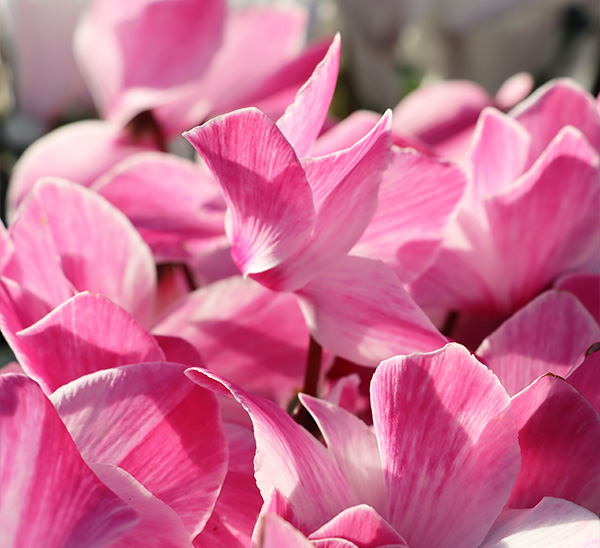 Cyclamen 