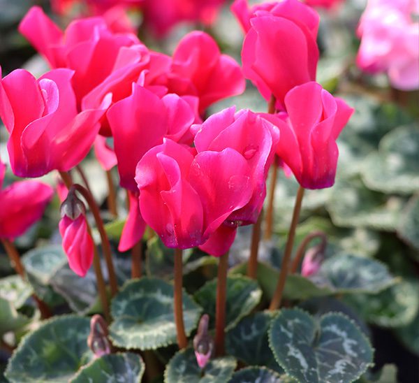 Cyclamen 