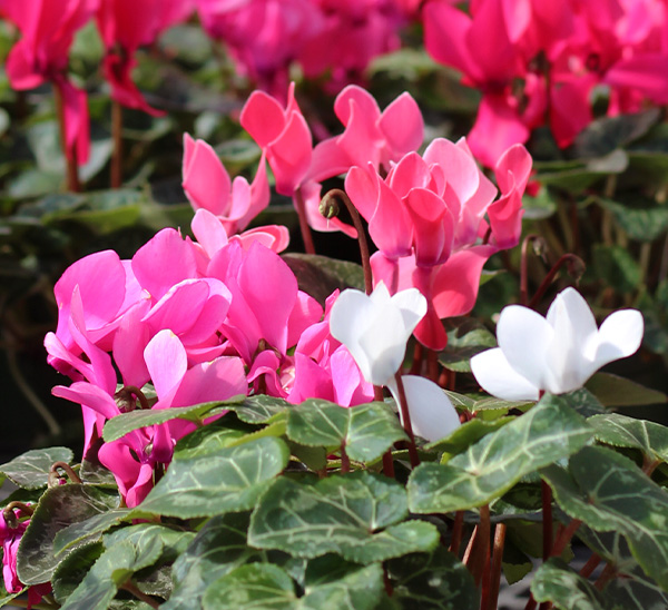 Link to Cyclamen  product page