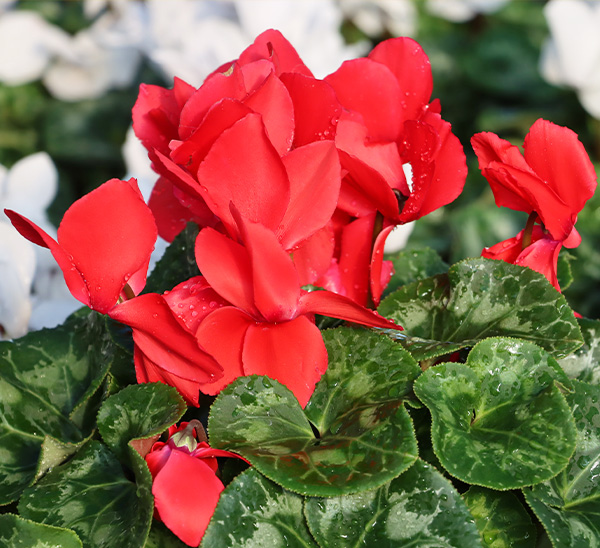 Link to Cyclamen  product page