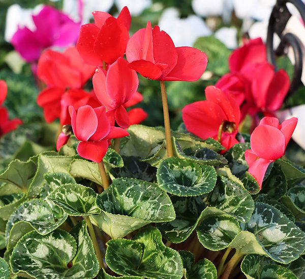 Cyclamen 