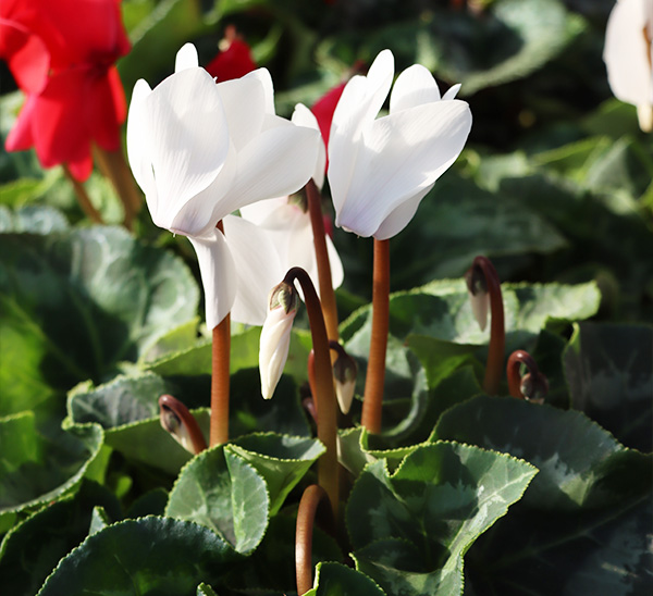 Cyclamen 