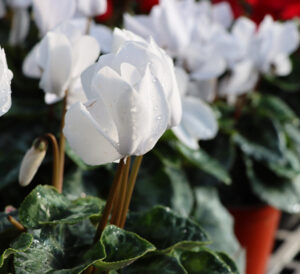 white cyclamen