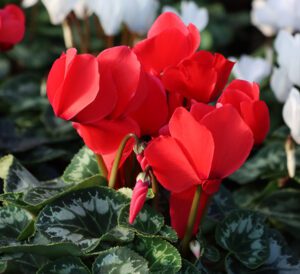 Cyclamen
