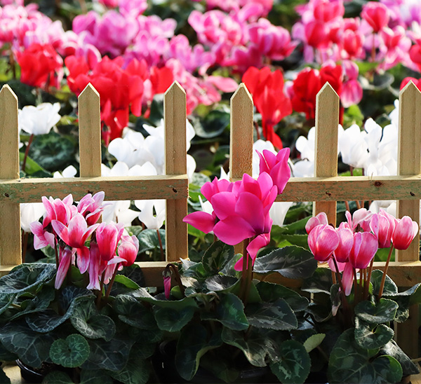 Cyclamen 