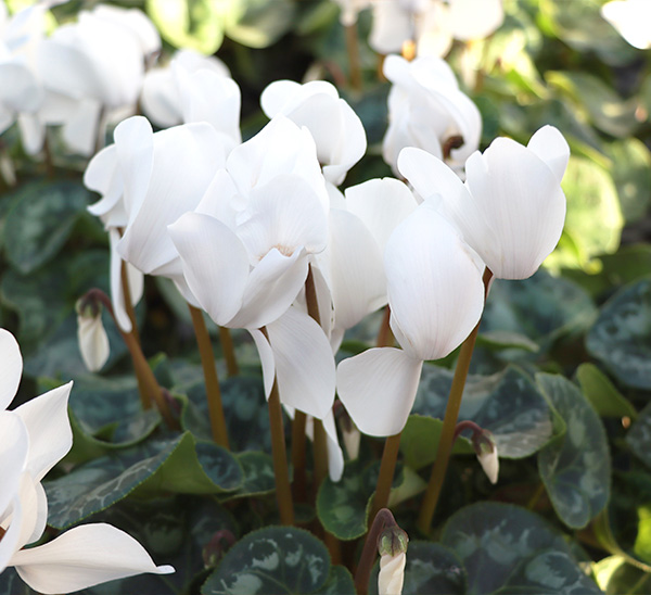 Cyclamen 