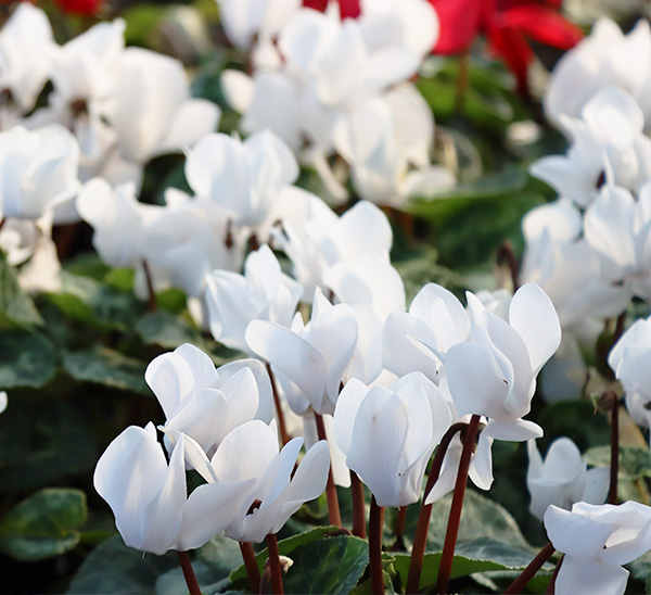 Cyclamen 