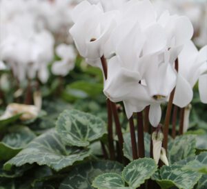 Cyclamen