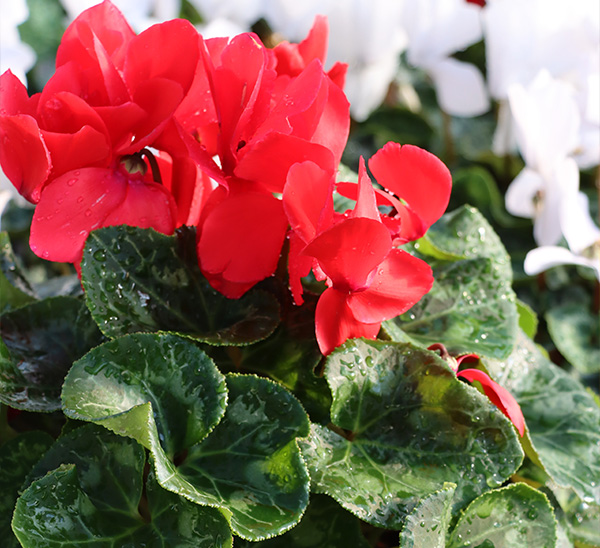 Link to Cyclamen  product page