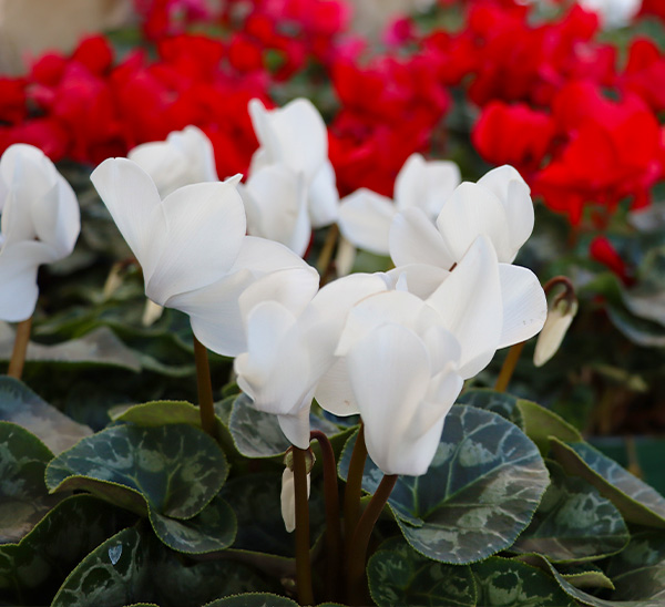 Cyclamen 