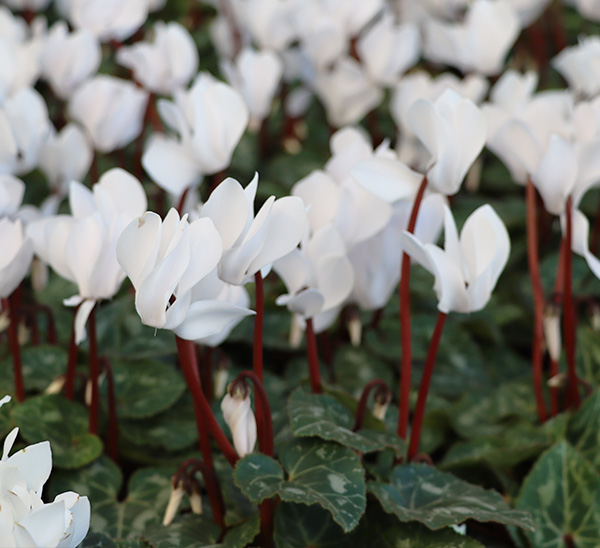 Cyclamen 