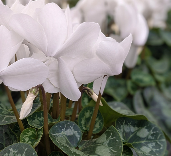 Cyclamen 