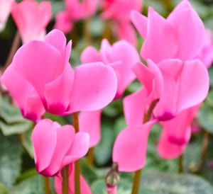 Cyclamen pink blooms close up