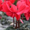 Cyclamen red blooms