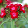 red dash dianthus