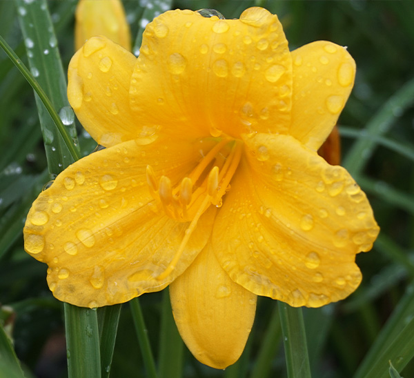 Select Perennials 