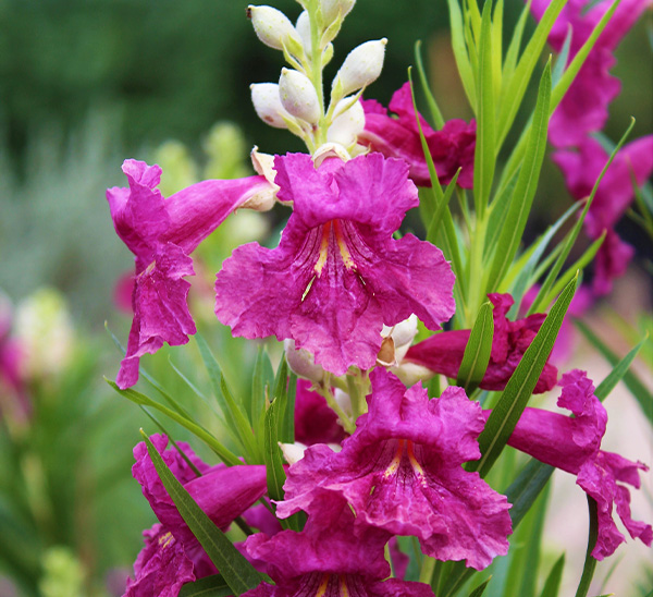Sweet Bubba Desert Willow	