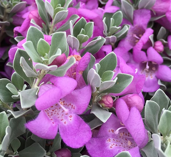 Pictures of sage flowers