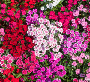 Assorted Dianthus blooms