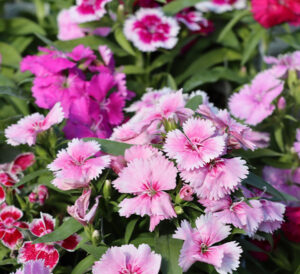 mix dianthus blooms