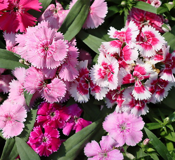 Link to Cool Season Color  product page