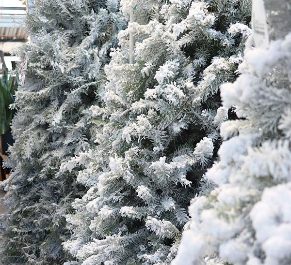 Douglas Fir Fresh Cut Christmas Tree 