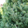 Fresh Cut Douglas Fir