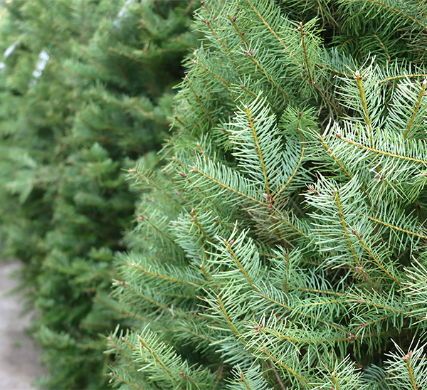 Douglas Fir Fresh Cut Christmas Tree 
