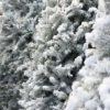 Fresh Cut Flocked Douglas Fir Gallery Image