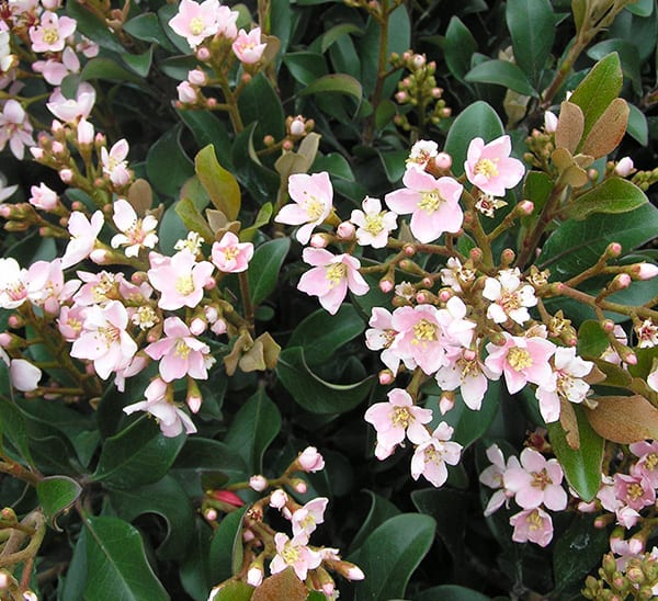 Dwarf Pink Indian Hawthorn Calloway S Nursery,Soy Cheese