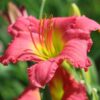 Daylily