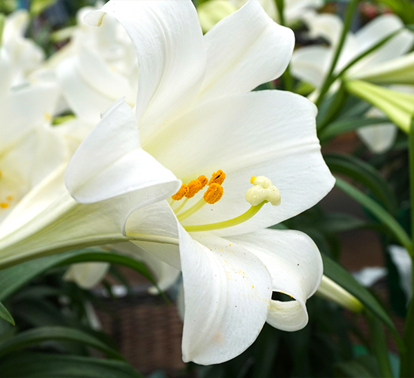 Easter Color 