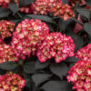 Eclipse Hydrangea
