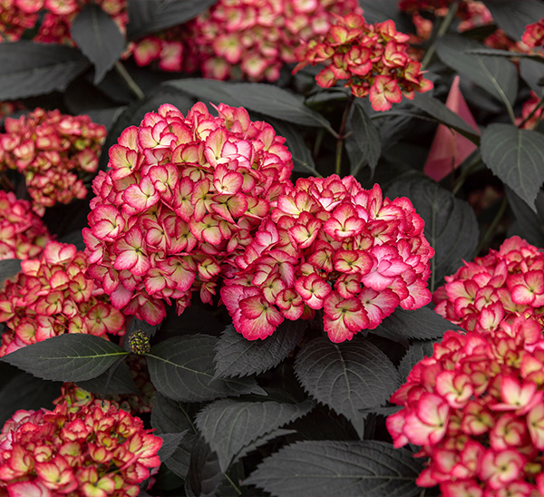 Eclipse® Bigleaf Hydrangea