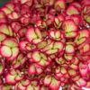 Eclipse Hydrangea