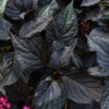 Eclipse Hydrangea