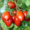 Tomato Starter Trio