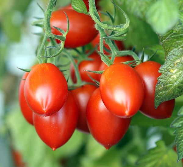 Tomato Slicer Trio - Calloway's Nursery