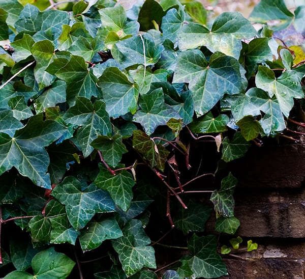 English Ivy - Calloway's Nursery