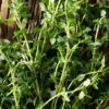 english thyme