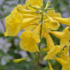 Gold Star™ Esperanza