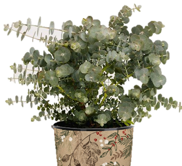 Link to Eucalyptus  product page